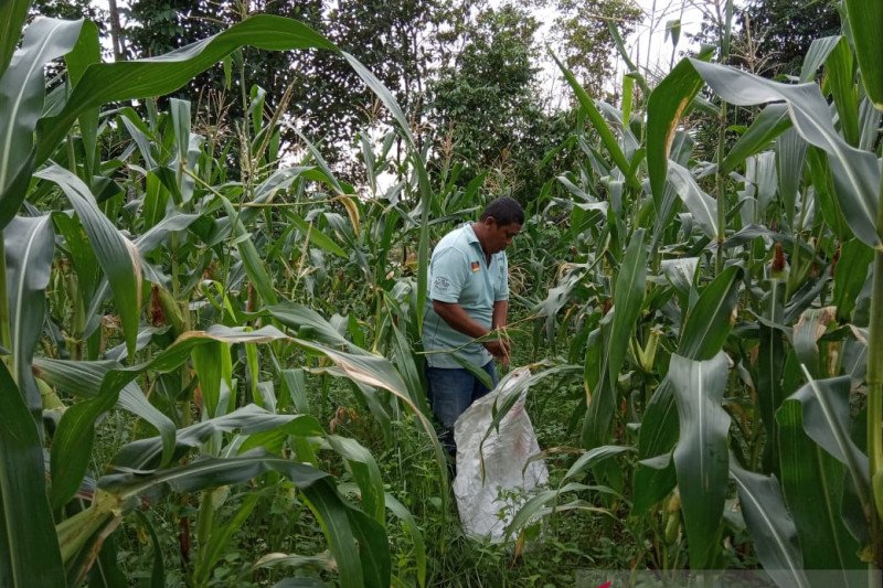 Bangka Tengah manfaatkan rawa jadi lahan pertanian