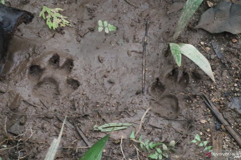 Warga Padang Pariaman diresahkan dengan harimau berkeliaran di kebun (Video)