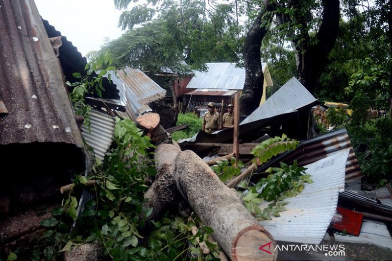 Pohon rumbang akibat angin kencang di Pare-Pare