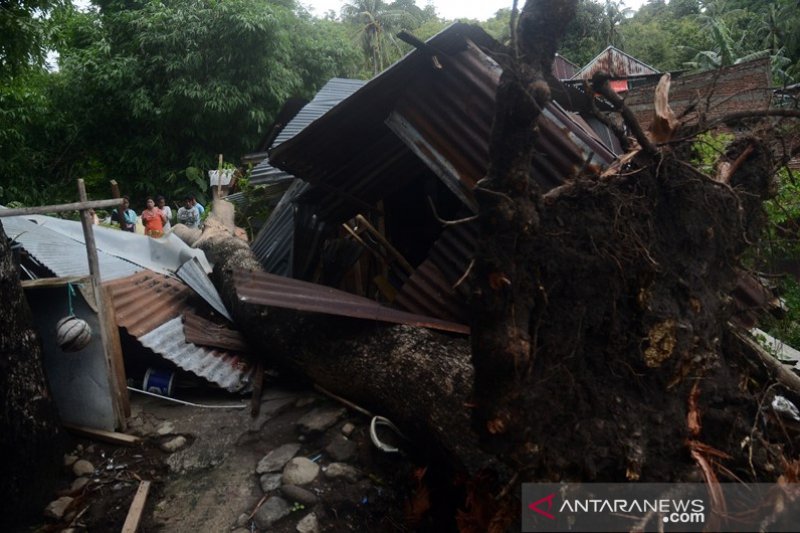 Pohon rumbang akibat angin kencang di Pare-Pare