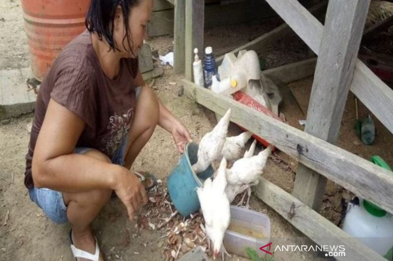 Bantuan ayam ternak untuk Wanita Rawan Sosial Ekonomi di Gumas