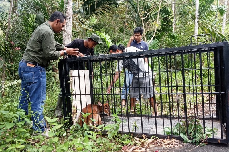 BKSDA Agam selamatkan 10 satwa dilindungi selama 2019