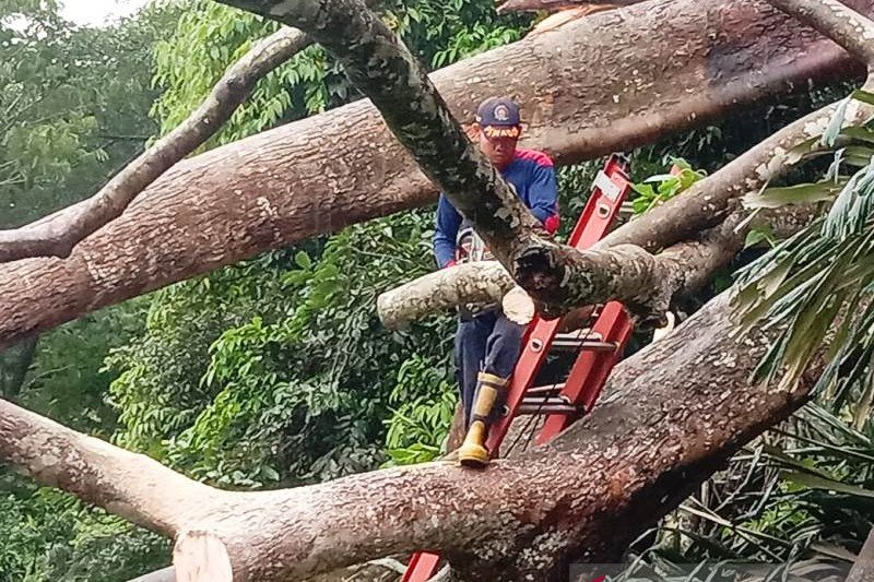 Sarang tawon sulitkan petugas singkirkan tumbang macetkan di jalan Agam-Bukittinggi