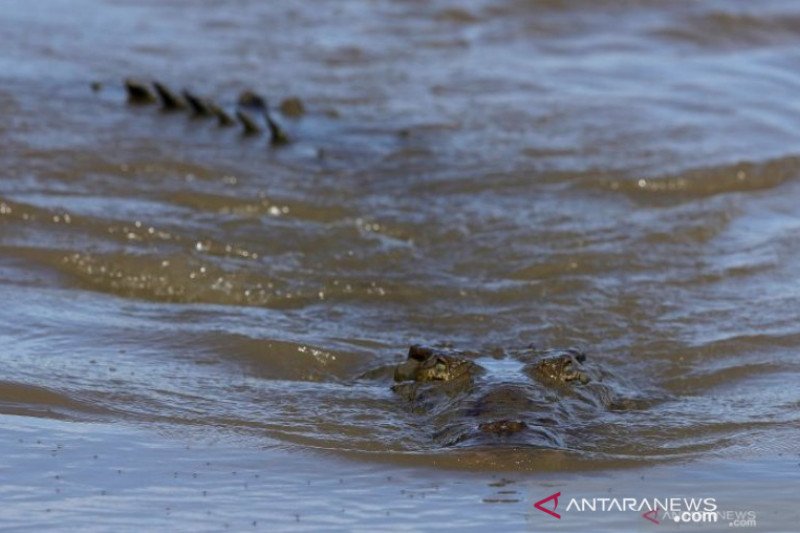 ABK diminta waspadai serangan buaya di Pelabuhan Pangkalbalam