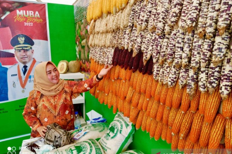 Kabupaten Musi Banyuasin kembangkan varietas jagung ketan