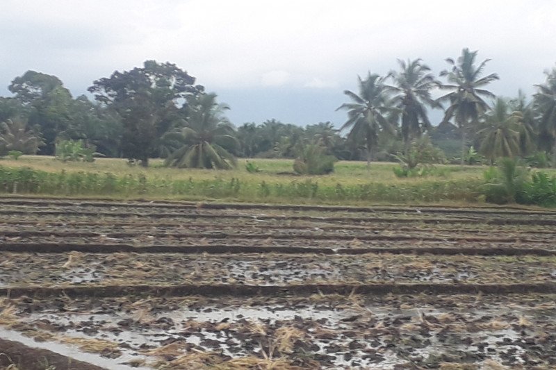 Petani di Pasaman Barat terancam gagal panen