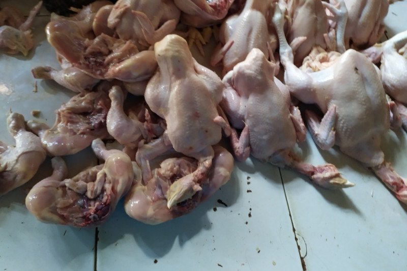 Harga Ayam Potong Di Bandarlampung Berangsur Turun Antara News