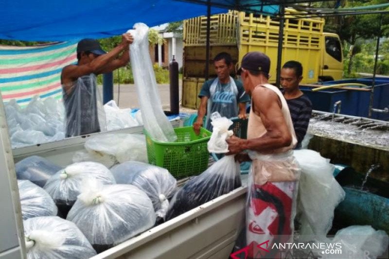 Produksi ikan air tawar di Agam berkurang 544,96 ton
