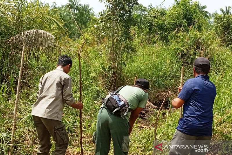 Ujuang Labuah Timur, habitat buaya muara Agam