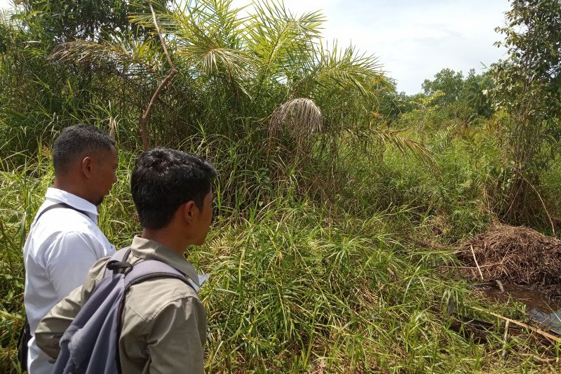 BKSDA Agam pantau telur buaya muara di Ujuang Labuah Timur