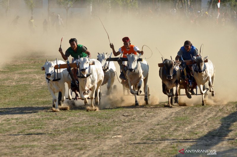 Karapan sapi tradisional di Sigi