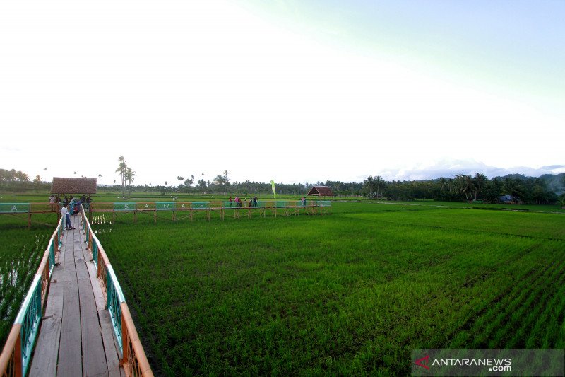 Kabupaten Gorontalo punya destinasi wisata sawah di Desa Balahu
