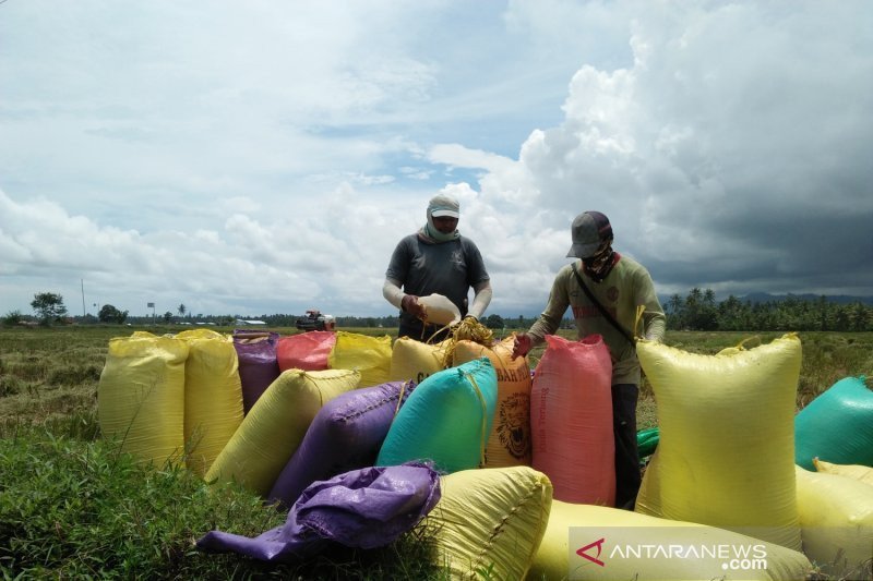Tahun 2019 surplus beras Parigi Moutong capai 125.000 ton