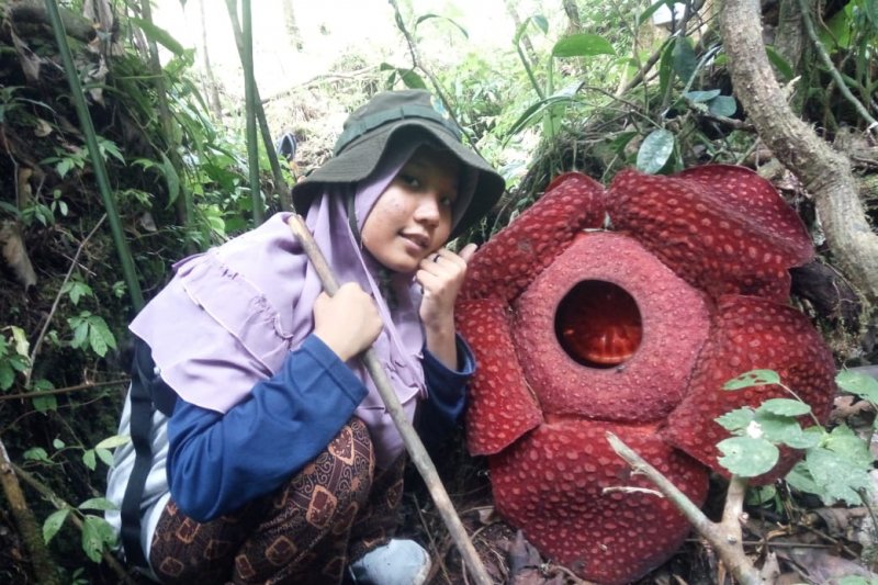Dua bunga Rafflesia mekar di hutan Danau Maninjau