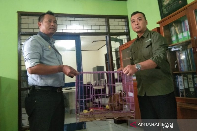 Warga serahkan dua ekor kukang ke BKSDA Garut untuk direhabilitasi