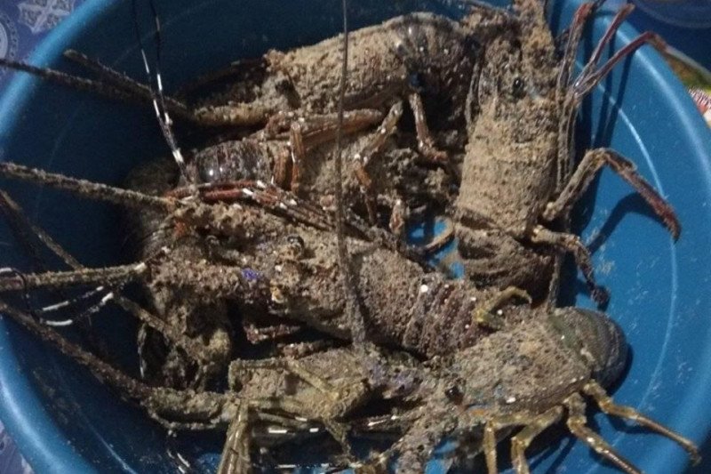 Nelayan Lebak diminta budidayakan lobster