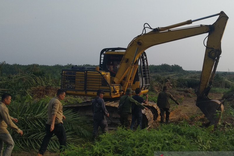 Potensi kerugian eksekusi perkebunan sawit Gondai Rp12,4 triliun