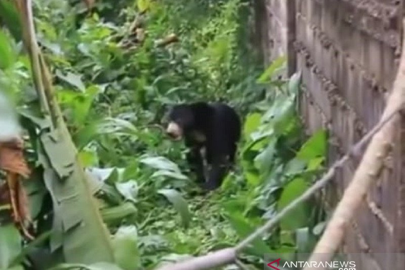 Beruang Madu liar masuk Pemukiman warga di Dumai