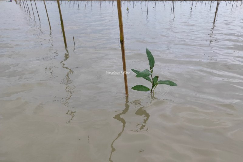 35 Ha mangrove Sebatik direboisasi