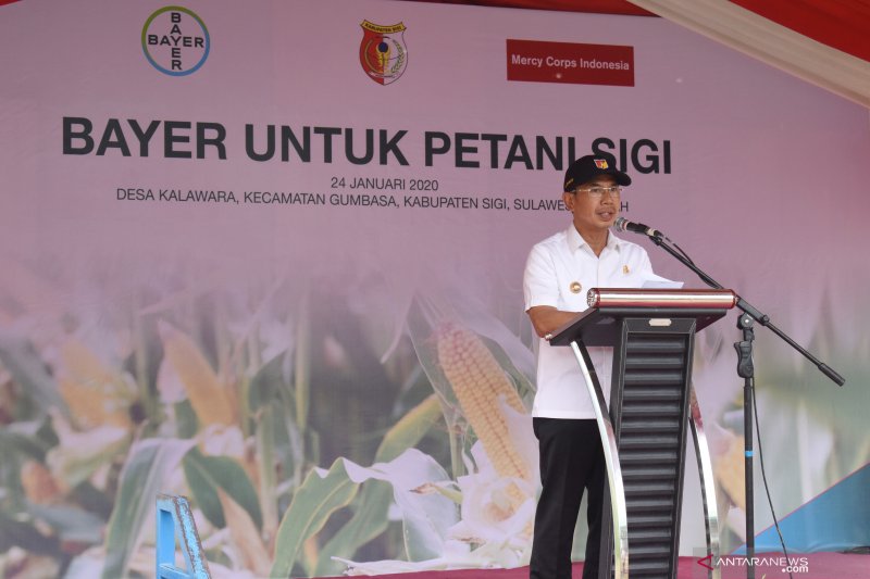 Panen raya Jagung pascabencana di Sigi