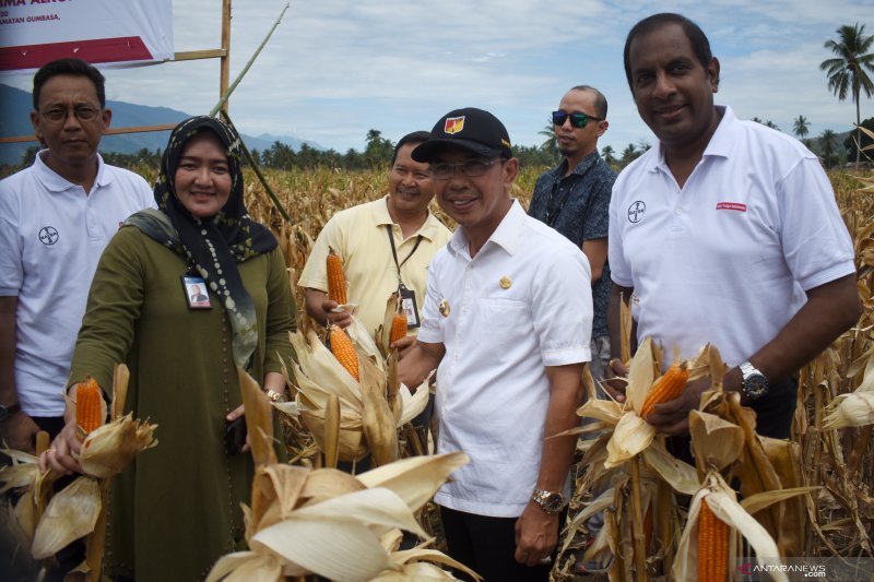 Panen raya Jagung pascabencana di Sigi