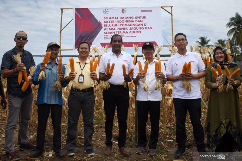 Panen raya Jagung pascabencana di Sigi