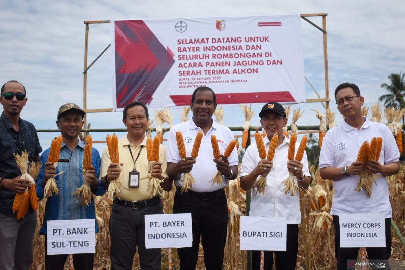 Panen raya Jagung pascabencana di Sigi