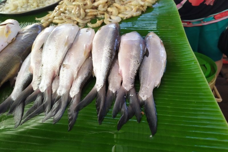 Jelang malam Imlek, ikan Bandeng banyak dicari