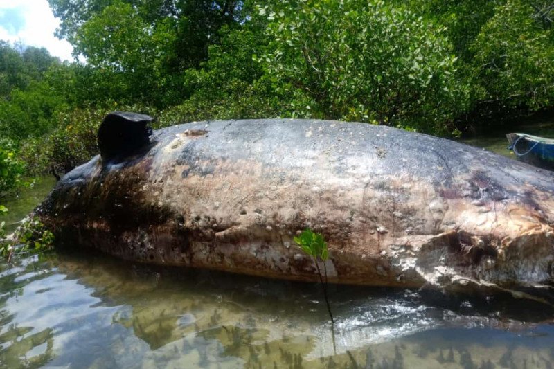 Ikan paus panjang 20 meter terdampar di Rote