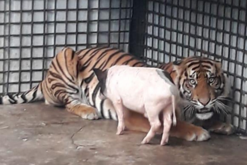 Dokter : Kondisi harimau translokasi ke Lampung makin baik