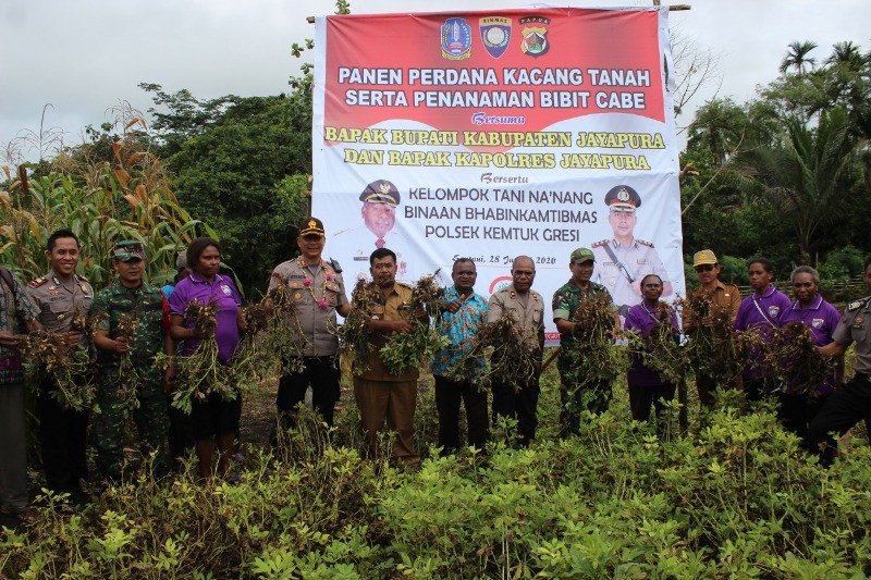 Kelompok tani mama-mama Jayapura panen perdana kacang tanah