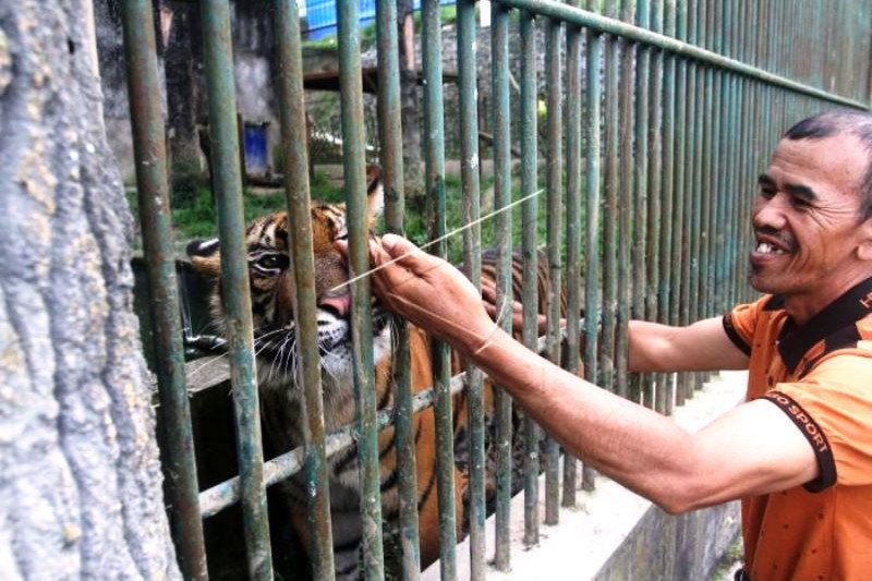 Pawang Harimau Sumatera di TMBSK Bukittinggi