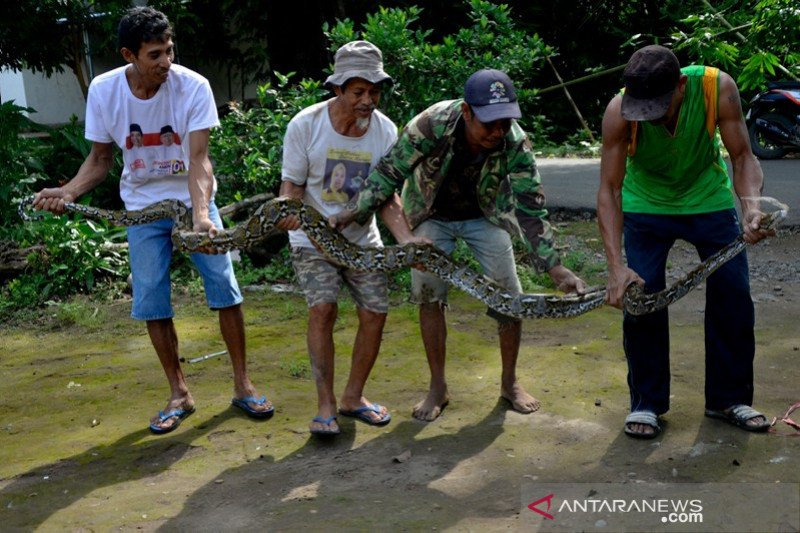 Warga Gowa tangkap ulat Piton