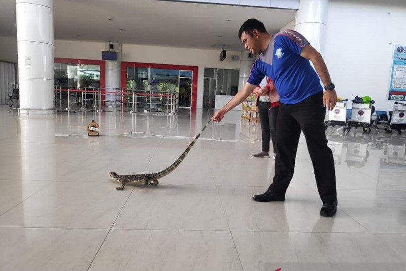 Polisi tangkap biawak yang masuk Bandara Djalaludin Gorontalo