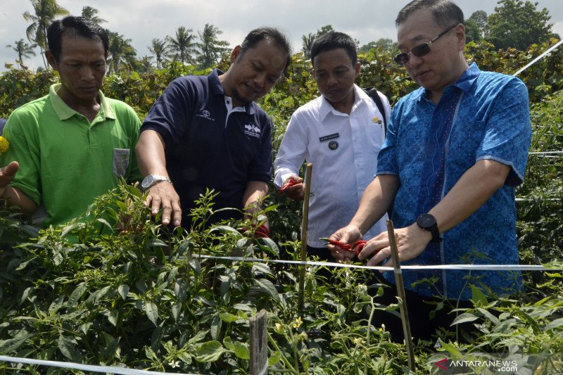 PT Ewindo-PT Lautan Luas latih petani kembalikan kejayaan cabai di Lampung Tengah