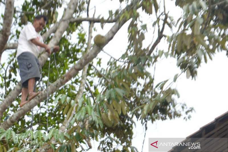 Produksi durian Temanggung anjlok hingga 70 persen