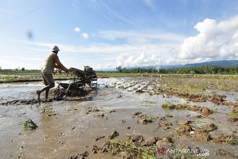 11 ribu petani Parigi Moutong menjadi nasabah kredit usaha rakyat