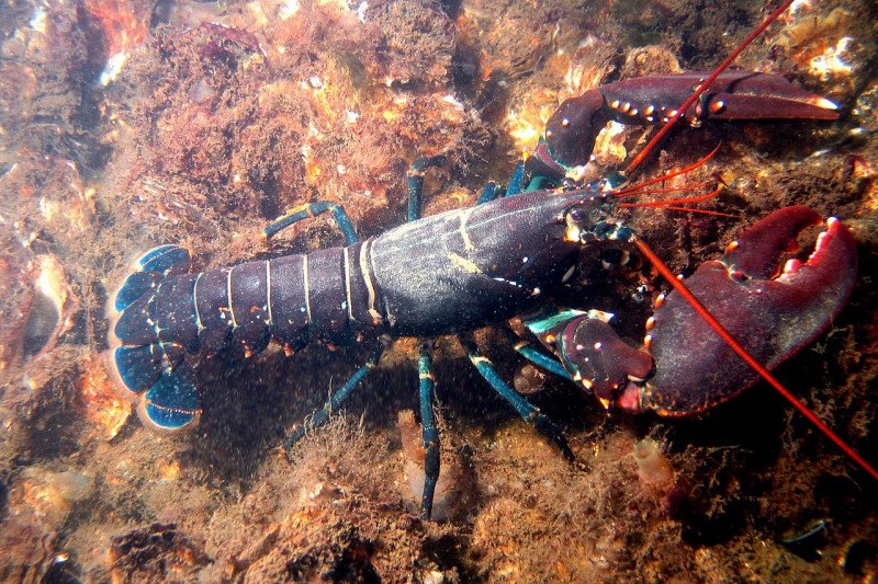 Effendi Gazali undang Susi Pudjiastuti berdiskusi soal lobster