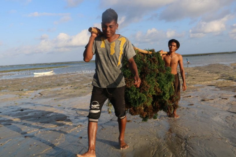 KKP: Sumba Timur percontohan industrialisasi rumput laut nasional