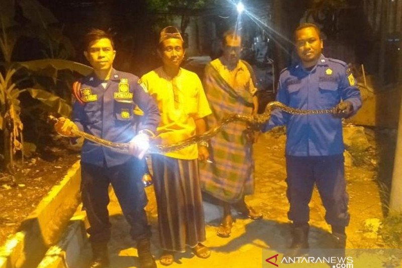 Sudin Damkar evakuasi ular sanca di Pulau Lancang