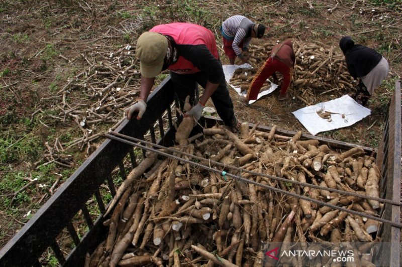 Target produksi ubu kayu