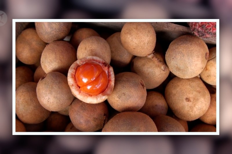 Yuk kenalan dengan ragam buah asli hutan Kalimantan