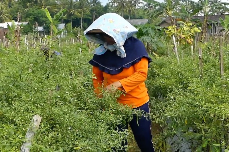 Penyakit kuning serang tanaman cabai di Temanggung