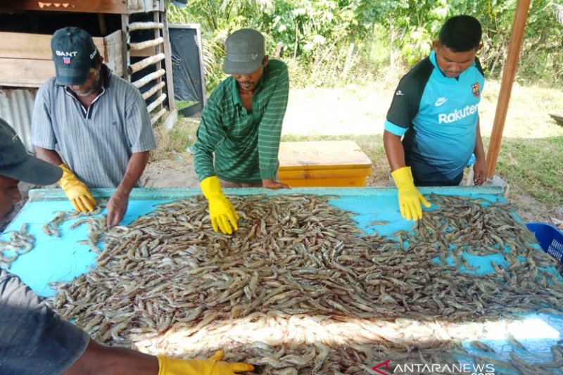 Ekspor udang vaname di Aceh ke Eropa turun akibat Corona