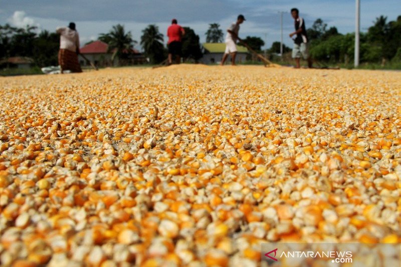 Target produksi jagung nasional 2020