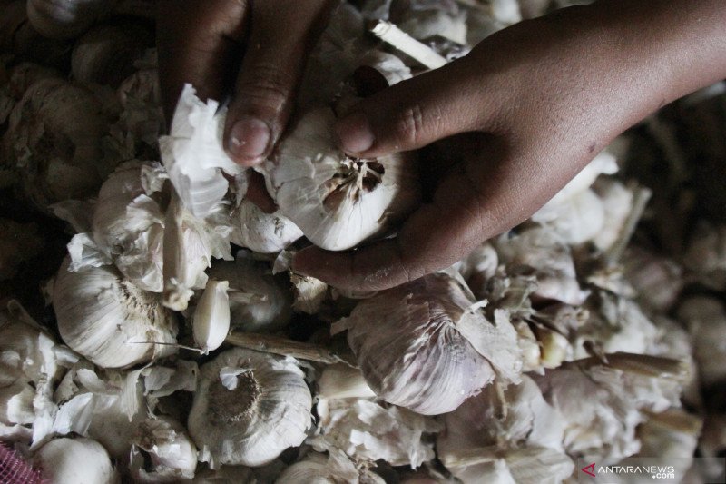 Asosiasi Hortikultura harapkan izin impor bawang putih cepat keluar