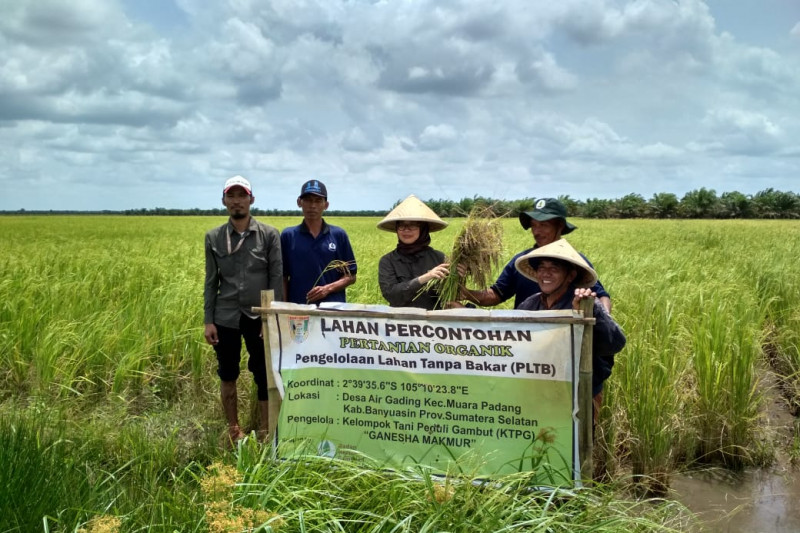 Memuliakan lahan gambut