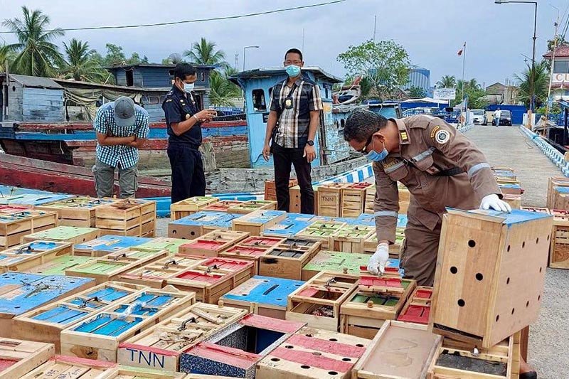 BC Aceh gagalkan penyelundupan unggas asal Thailand senilai Rp8 miliar