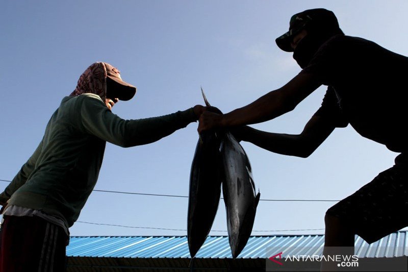 Harga ikan turun di Makassar