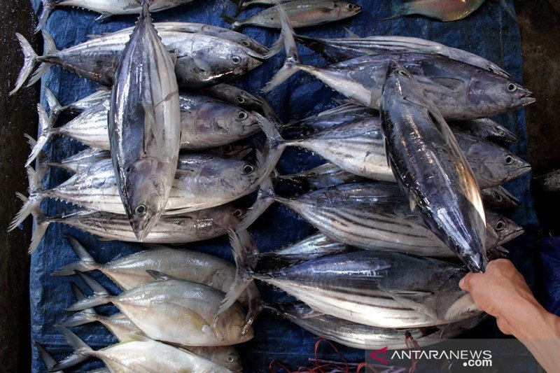 Harga ikan turun di Makassar